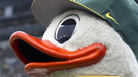 All UO students, faculty, and staff have pre-established Duck Bucks accounts. . Uo duckweb